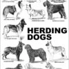 Breed Posters - Herding Dogs (18" X 36") -Beauty Tool Store aaronco herding dog