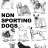 Breed Posters - Non Sporting Dogs (18" X 24") -Beauty Tool Store aaronco non sporting