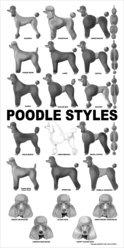 Breed Posters - Poodle Fashions (18" X 24")
