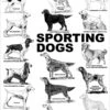 Breed Posters - Sporting Dogs (18" X 36") -Beauty Tool Store aaronco sporting dogs